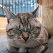 百度用户UID808618094 windy萌油瓶 小鹿大人😺 的头像
