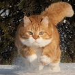 百度用户UID5448673153 仿生猫与电子鱼 null 的头像