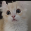百度用户UID3057740240 null 地下生物😿 的头像