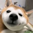 百度用户UID7116136015 柠檬味大狗 null 的头像