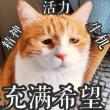 百度用户UID915714368 夏日冰红茶12 null 的头像