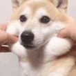百度用户UID2709511616 野生滑稽专家 null 的头像