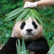 百度用户UID6459336664 天使会说话呢 我是他跪过的姑奶奶 的头像