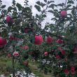 百度用户UID2135783973 呃呃呃合适 🍎大王 的头像