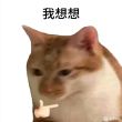 百度用户UID2074999179 喵喵与喵喵之歌 想想猫 的头像