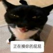 百度用户UID6838761070 浙温州鹿区仰义 米卡凡 的头像