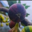 百度用户UID5262435192 无花果鲜生 无花果先生葛天 的头像