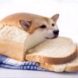 百度用户UID2770507929 超级雪纺衫 🍞🐶🍞 的头像