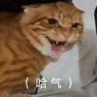 百度用户UID6568426069 行者雾凇865 传奇爱猫达人斯派克 的头像
