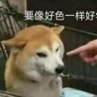 百度用户UID3559404631 柏林寺大平原狼 null 的头像