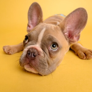 百度用户UID6824993285 null 飒爽且素净灬银杏6 的头像