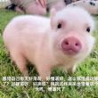百度用户UID2677006635 白衣千戏 浴槽与霓虹灯与鱼 的头像