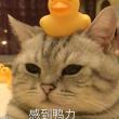 百度用户UID1459808558 二比宿舍小心点 想不明白就不想了 的头像