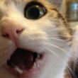 百度用户UID860567228 Akowei 神秘喵🙀 的头像