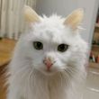 百度用户UID65038531 FelineMage null 的头像