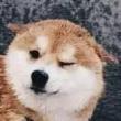 百度用户UID1502980874 命中逗比 回收动漫女主🐶 的头像
