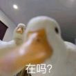 百度用户UID807815214 名字真难想cnm null 的头像