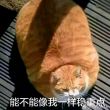 百度用户UID847611979 王二是只猪 摘花换酒钱-- 的头像