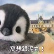 百度用户UID4150234417 乳鹅乳鹰乳法 乳鹅乳鹰乳鸡爪 的头像