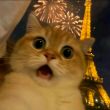 百度用户UID1334686749 吴小猫catwu null 的头像