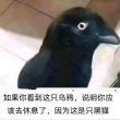 百度用户UID1663625813 wb521f 骂完记得买 的头像