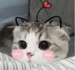 百度用户UID3176777126 青天居土 null 的头像