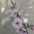 百度用户UID6970500601 六球悬铃木 null 的头像