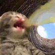 百度用户UID988322247 小鸭的笑 🐈🐈喵🐈 的头像