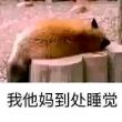 百度用户UID17596394573311 周楠980 江畔何人初见月＆ 的头像