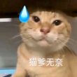 百度用户UID4280197028 windy技能 null 的头像