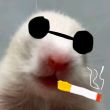 百度用户UID2366819009 billyvan666 墨镜帅老鼠 的头像