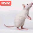 百度用户UID4129904901 宝宝鼠业 小白鼠宝宝 的头像