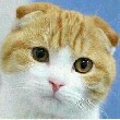 百度用户UID400860941 勇者斗恶猫 勇者斗恶喵 的头像