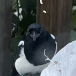 百度用户UID1353686932 猪肉大葱bao null 的头像