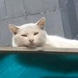 百度用户UID1415407658 一只哆嗦的猫 胡撸胡撸猫💤 的头像