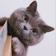 百度用户UID6804909974 霜长汐 哈气猫猫 的头像
