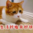 百度用户UID986878162 bloodyzl YZLლ 的头像