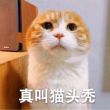 百度用户UID1584916315 Evolvered 萨摩多罗耶🐶 的头像