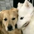 百度用户UID5596807555 你胖我丑好朋友 null 的头像