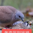 百度用户UID4645176179 皆青大地 kudumai 的头像