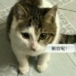 百度用户UID451997970 哪有梨花遍地开 null 的头像