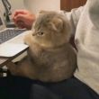百度用户UID1000578556 _love_songs_ 茶系熊猫 的头像