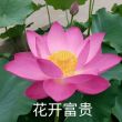 百度用户UID6306989118 总会有人要破防 爱棠宝 的头像
