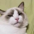 百度用户UID4166019677 胡说八道吧44 猎狗户 的头像