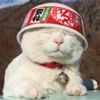 百度用户UID2488080139 null 逗你别当真 的头像