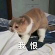 百度用户UID1710112849 负重霄 长安30k 的头像