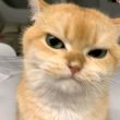 百度用户UID4837881836 猫卷zz null 的头像