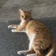 百度用户UID1996457640 料理猴子 坂田卷子🐴 的头像