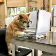 百度用户UID2553209423 复钦大人 null 的头像