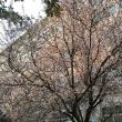 百度用户UID6338491550 楚宇奇 雨打蕉叶。、 的头像